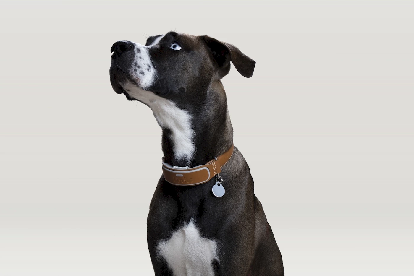 Connected dog collar.