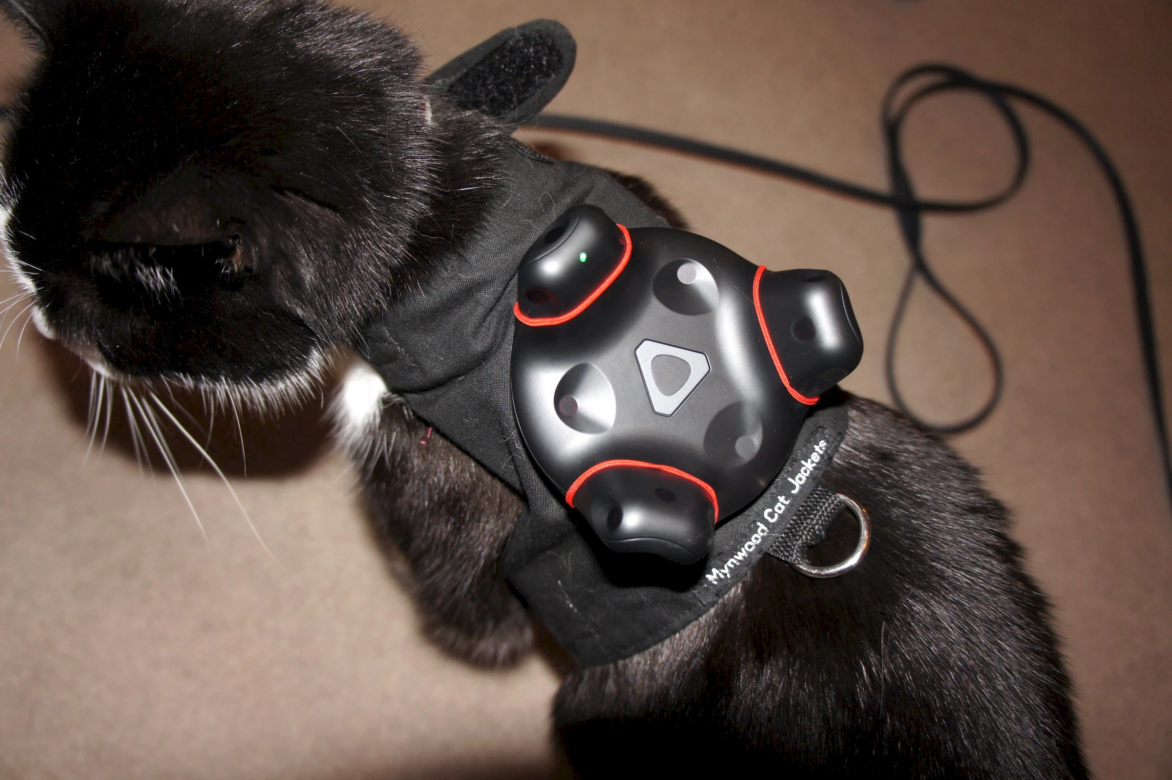 VR Tracked Cat.